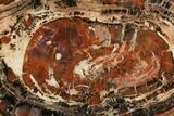 Red & Black Petrified Wood (Araucarioxylon) Slab - Arizona #145283-1